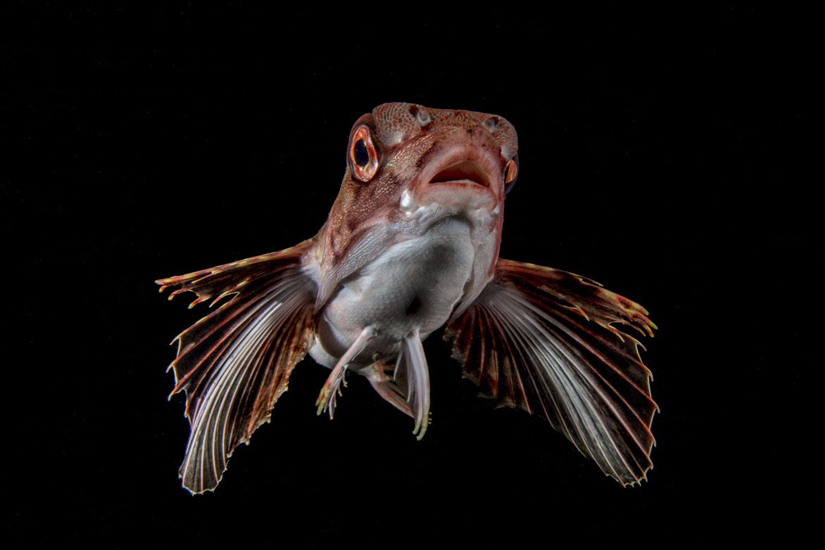 Australasia Underwater Photographer of the Year 2018 Runner Up Portrait Marco Gargiulo