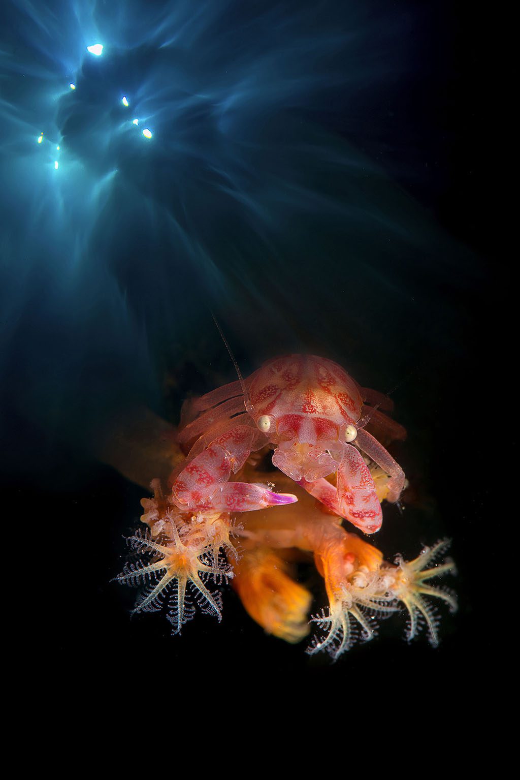 Runner up small exotic animals marchione giacomo Australasia Underwater Photographer of the Year 2018 Runner Up Small-exotic-animals_Marchione-giacomo