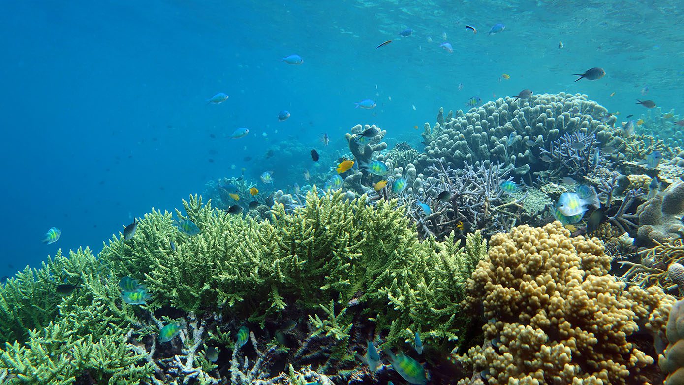 Tua Marine Reserve Network Coral at Ferguson Island