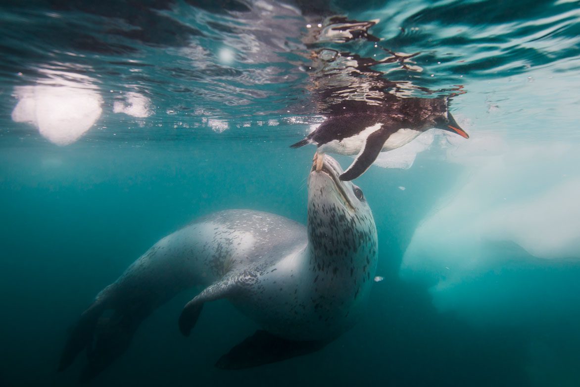 Winner au water port jorgen rasmussen Australasia Underwater Photographer of the Year 2018 Winner AU Water Port-Jorgen-Rasmussen-1