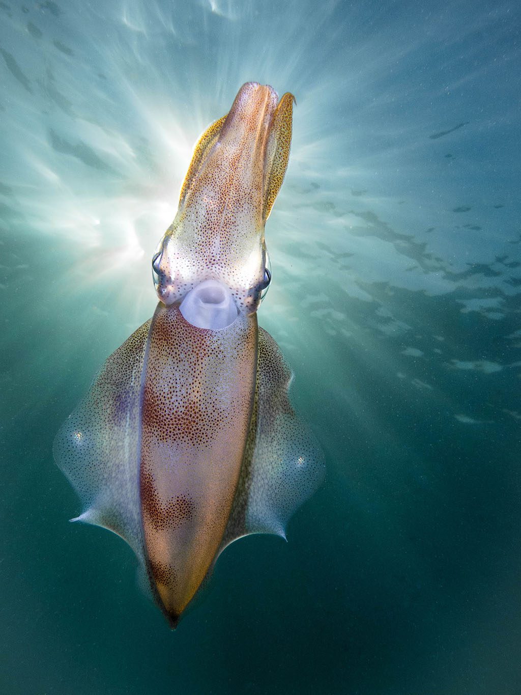 Australasia Underwater Photographer of the Year 2018 Winner Compact Squid by PT Hirshfield