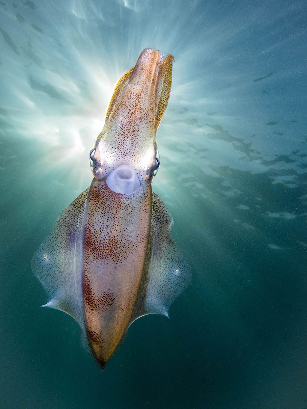 Winner compact alien squid pthirsh Australasia Underwater Photographer of the Year 2018 Winner Compact Squid by PT Hirshfield