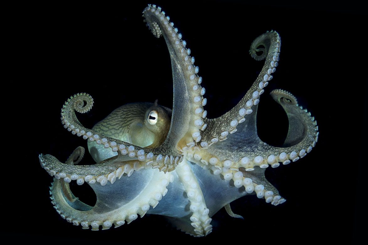 Australasia Underwater Photographer of the Year 2018 Winner Portrait Reef octopus: Yung-Sen Wu