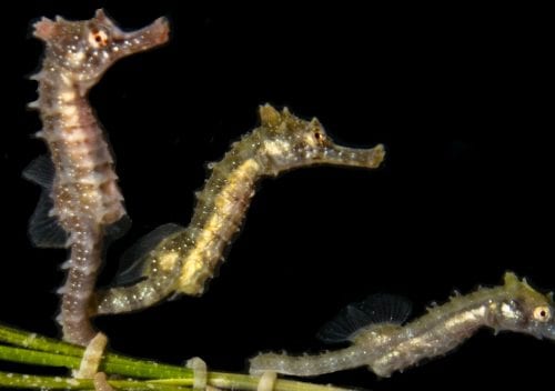 Winner small exotic animal baby seahorses with one upside down banner