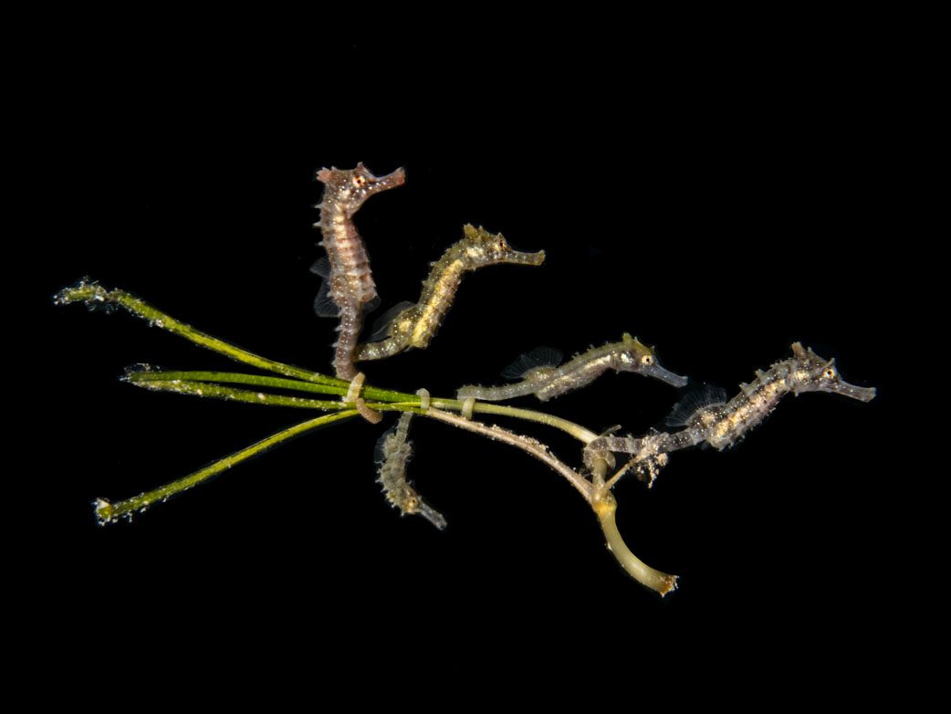 Australasia Underwater Photographer of the Year 2018 Winner Small Exotic Animal 5-Baby-Seahorses-with-One-Upside-Down