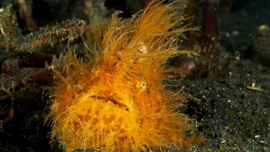 Thalassa Lembeh Dive Resort, Lembeh Island, North Sulawesi Frogfish