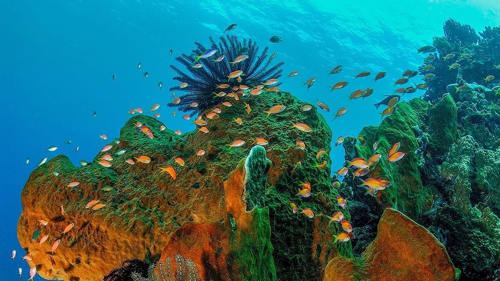 Thalassa Manado PADI 5* Dive Resort North Sulawesi Housereef