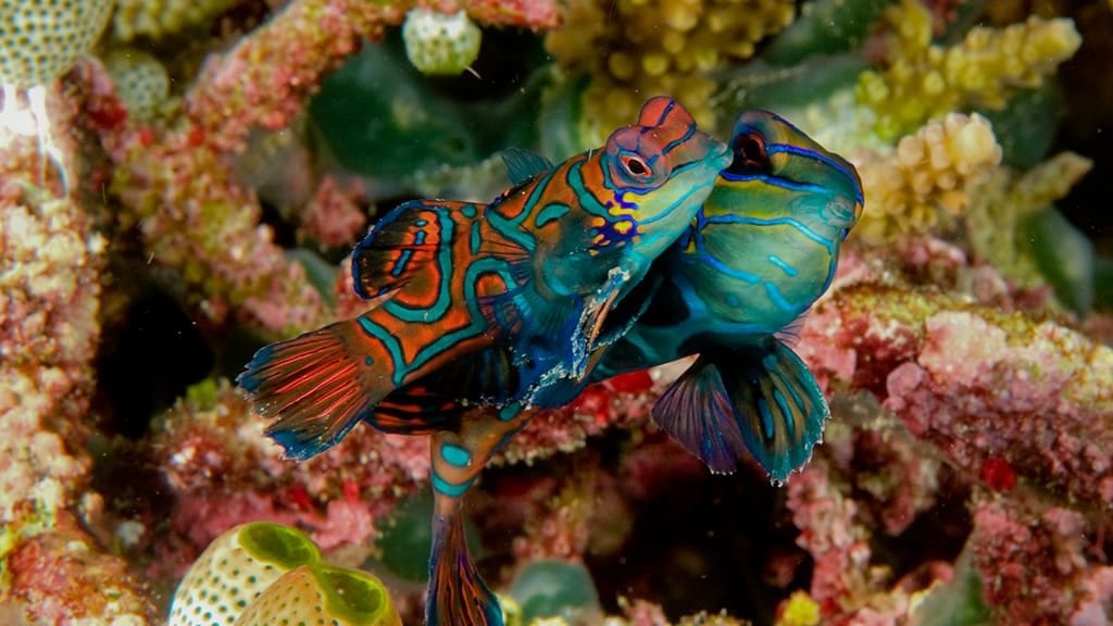 Thalassa Lembeh Dive Resort, Lembeh Island, North Sulawesi Mandarin