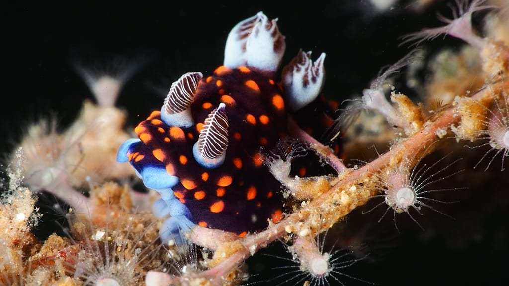 Thalassa Lembeh Dive Resort, Lembeh Island, North Sulawesi Nudibranch