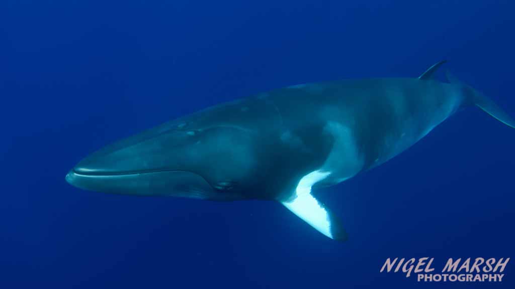 Great Barrier Reef Dwarf Minke Whales