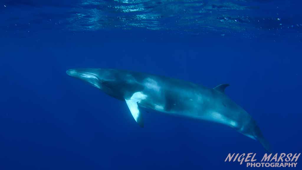 Great Barrier Reef Dwarf Minke Whales