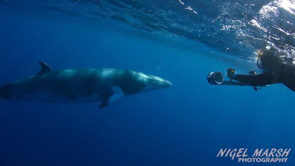 A whale of a time on the Great Barrier Reef - Dwarf Minke Whale Encounters