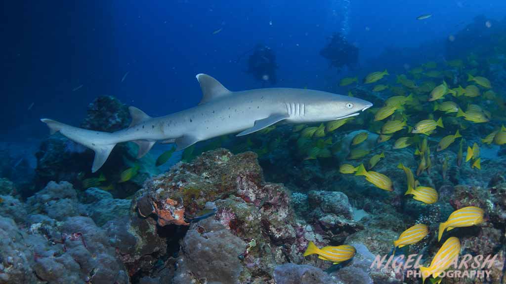 Ribbon Reefs white tip reef shark