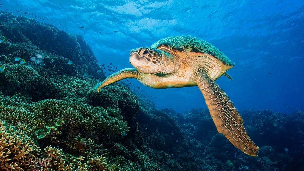 Thalassa Manado PADI 5* Dive Resort North Sulawesi Turtle