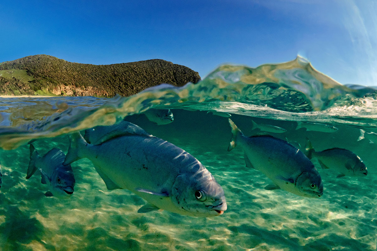 Lord Howe Island photography Fish 1200