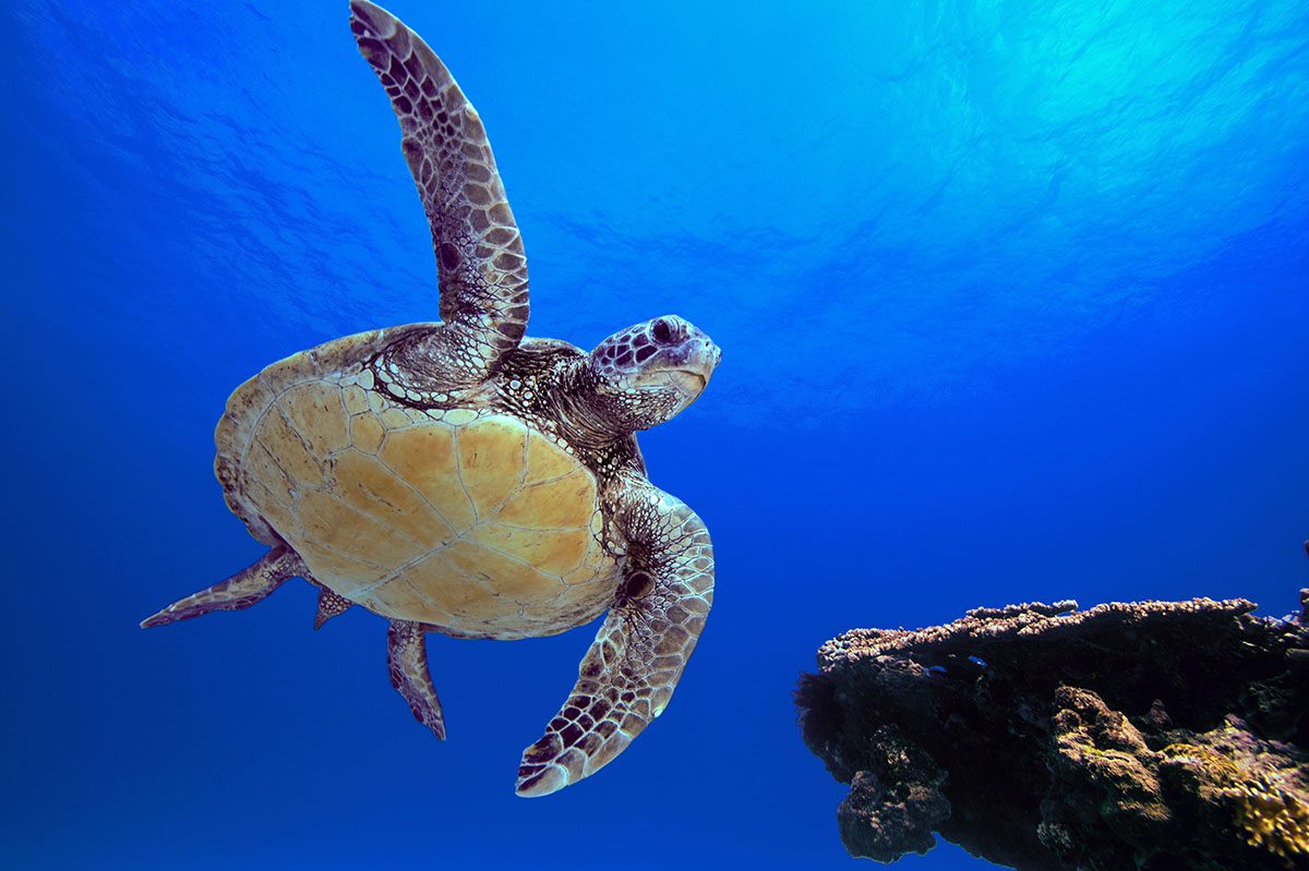 Lord Howe Island photography Turtle 1200