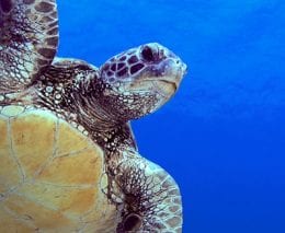 With a custom-built dive boat, Pro Dive Lord Howe Island can get you comfortably and safely to all the best dive sites at Lord Howe including Ball’s Pyramid