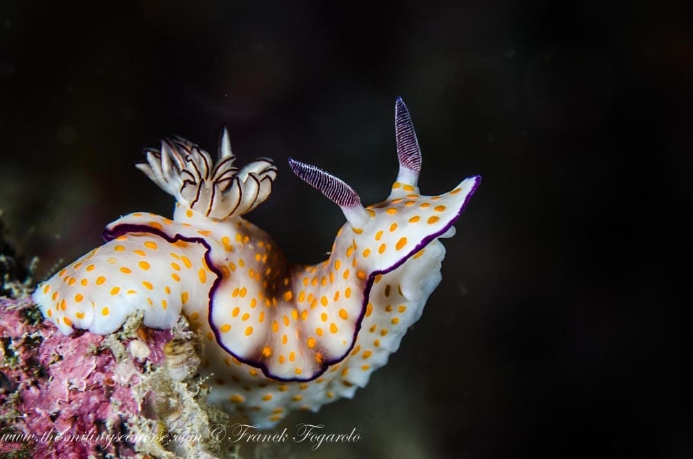 Mv smiling seahorse liveaboard credit franck fogarolo nudi