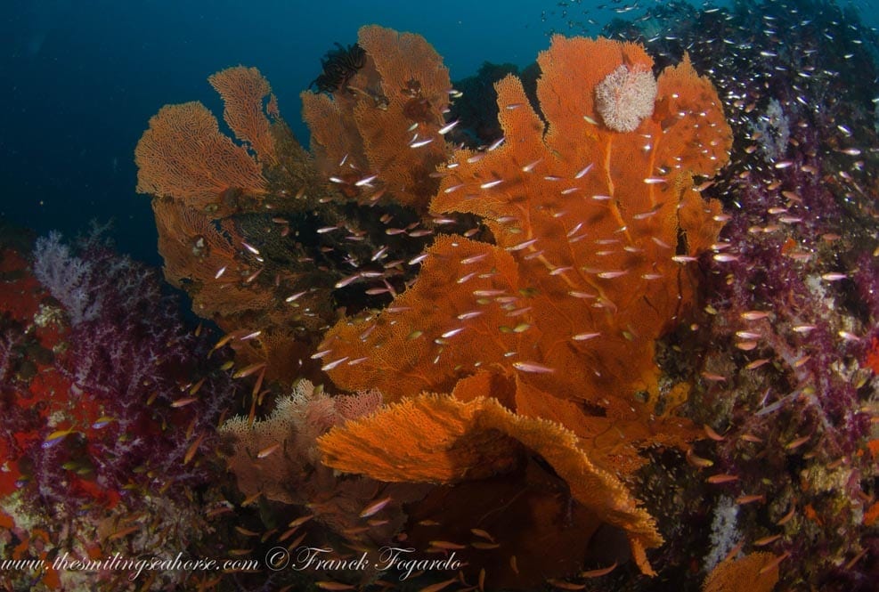 Mv smiling seahorse liveaboard credit franck fogarolo seafans