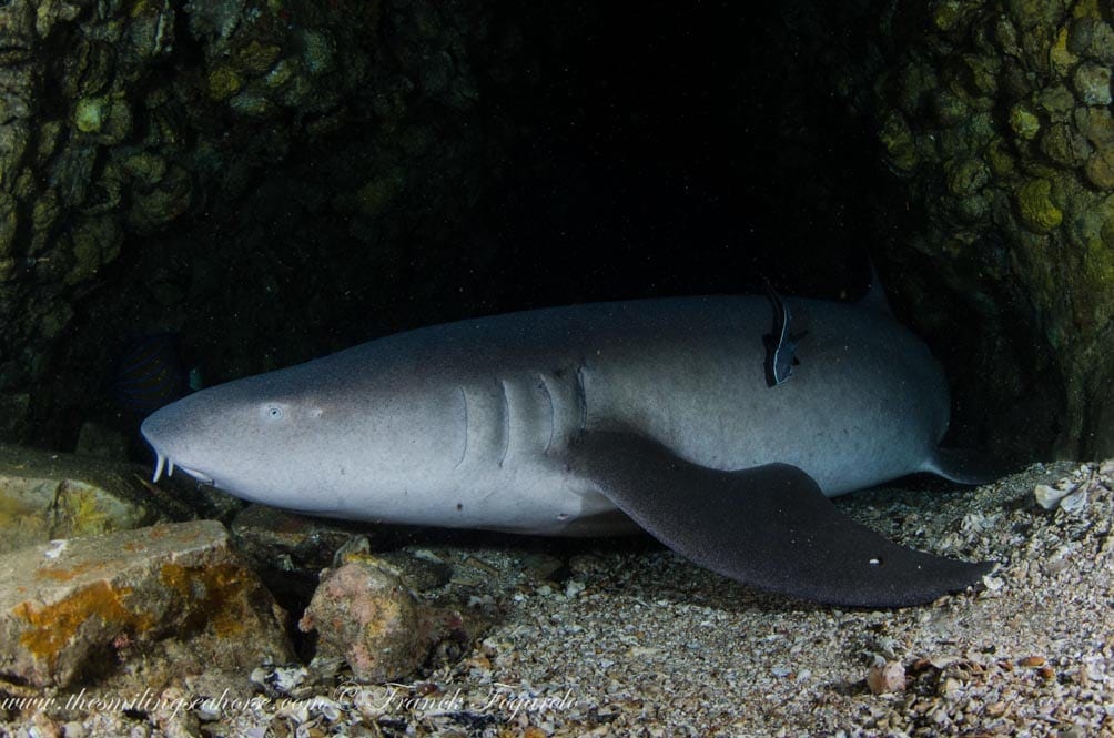 Mv smiling seahorse liveaboard credit franck fogarolo blind shark