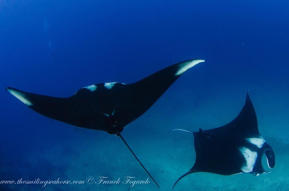 Mv smiling seahorse liveaboard credit franck fogarolo rays