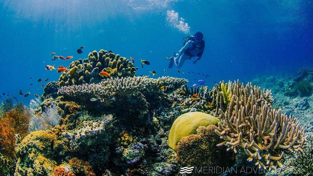 Meridian adventure dive resort raja ampat indonesia underwater scene