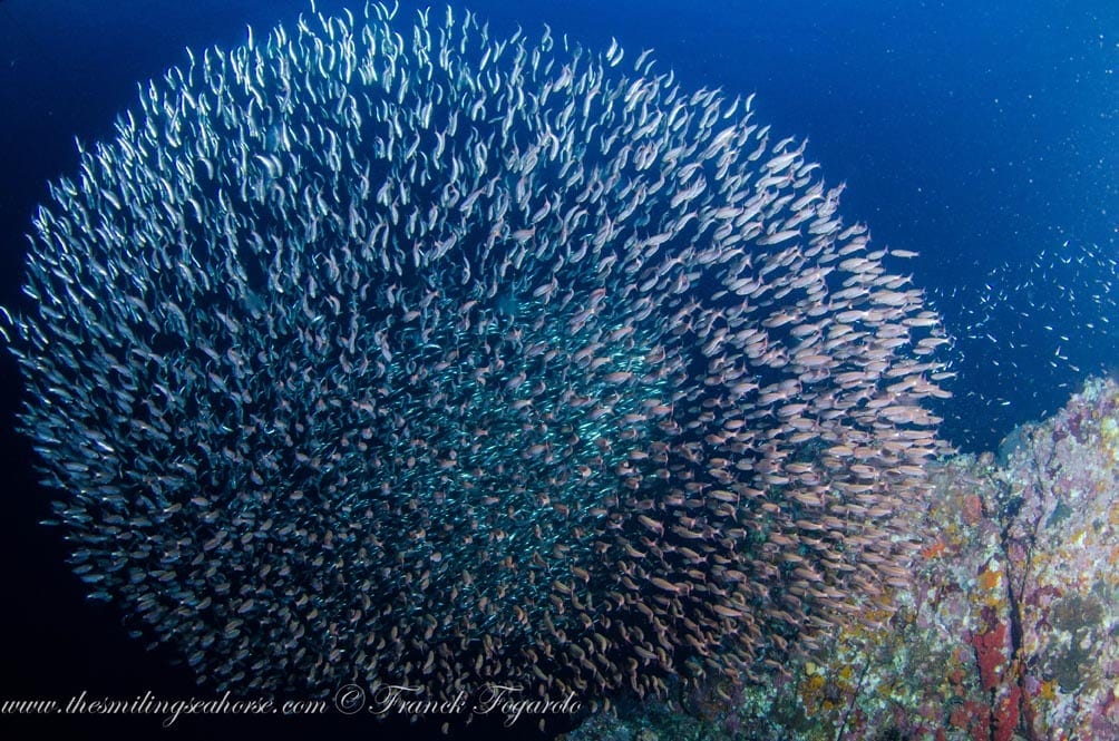 Mv smiling seahorse liveaboard credit franck fogarolo baitball