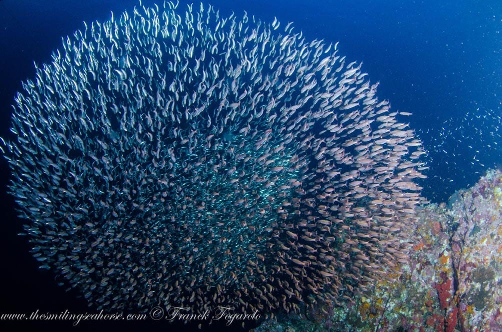 Mv smiling seahorse liveaboard credit franck fogarolo baitball