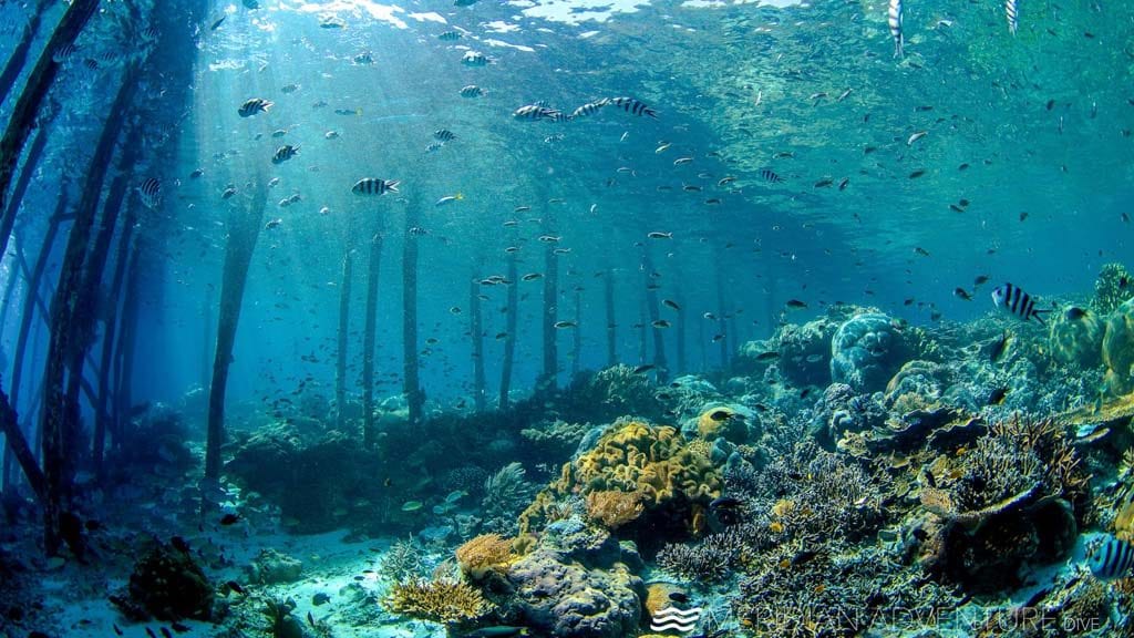 Meridian adventure dive resort raja ampat indonesia jetty underwater