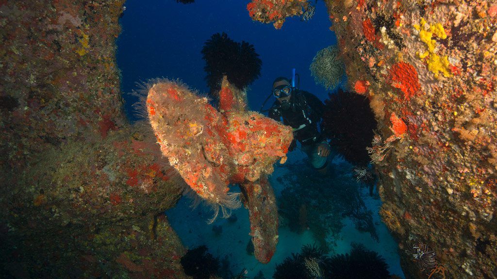 Diveplanit Diving Vanuatu Efate Port Vila Big Blue Semele Federesen wreck dive Jane Jenkins