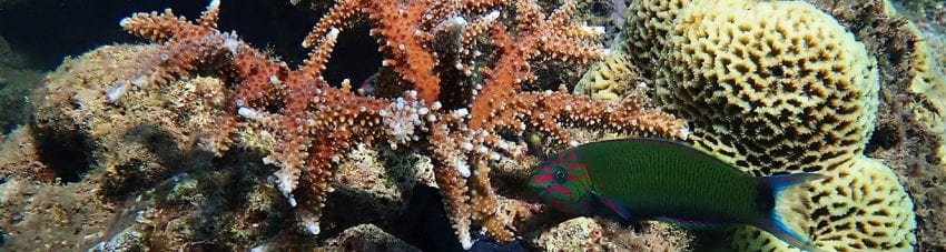 Coral successfully planted on Great Barrier Reef