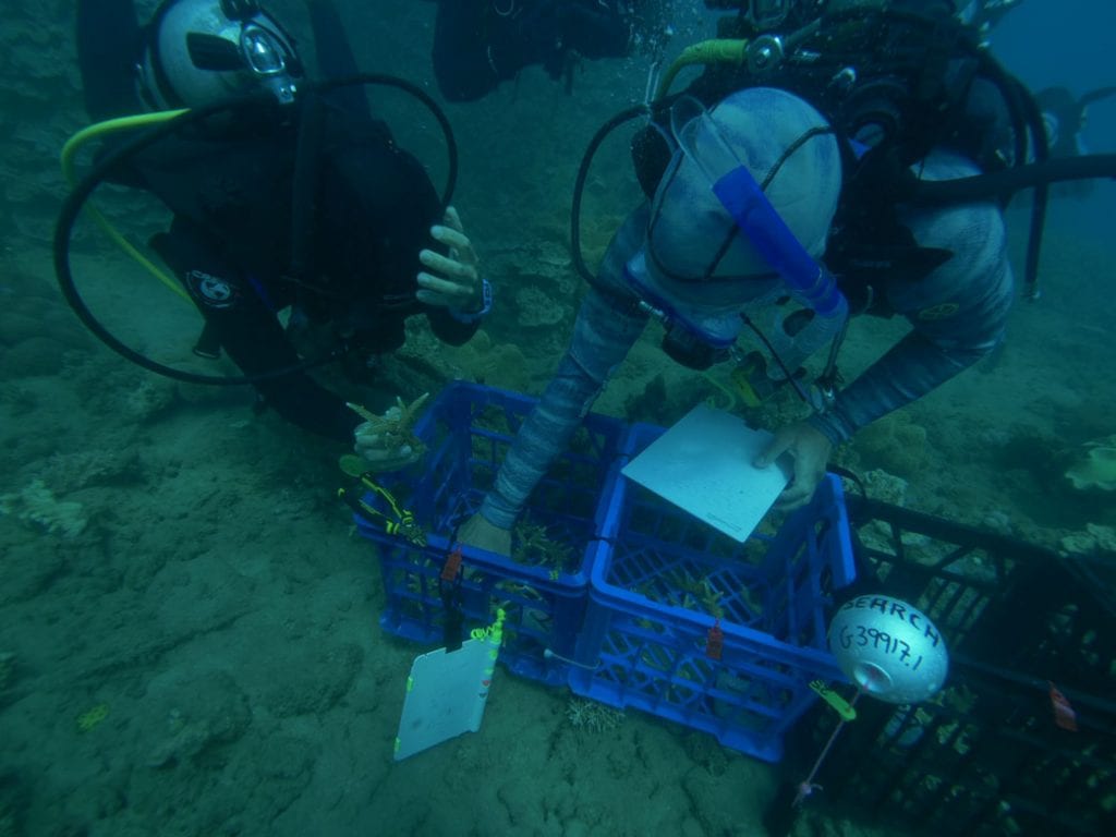 Reef restoration foundation coral tree planting