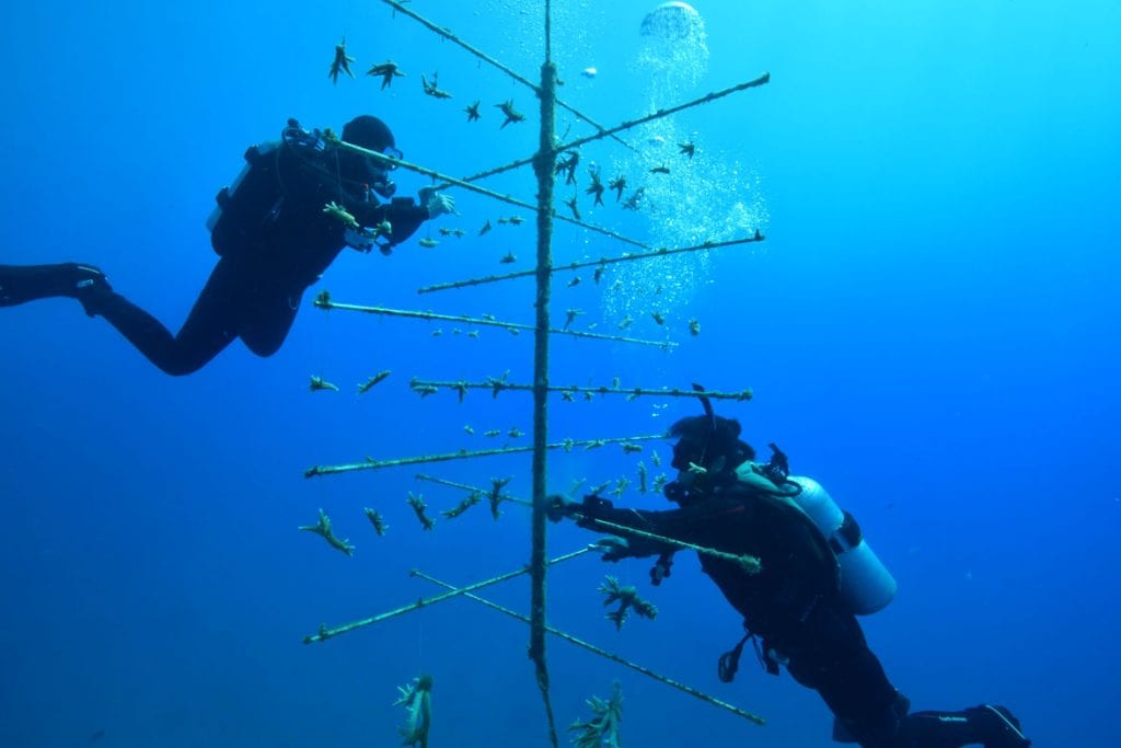 Reef restoration foundation coral tree planting