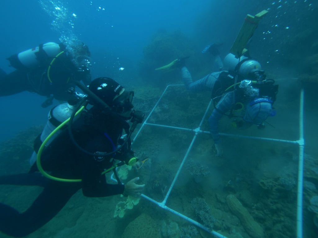 Reef restoration foundation coral tree planting p