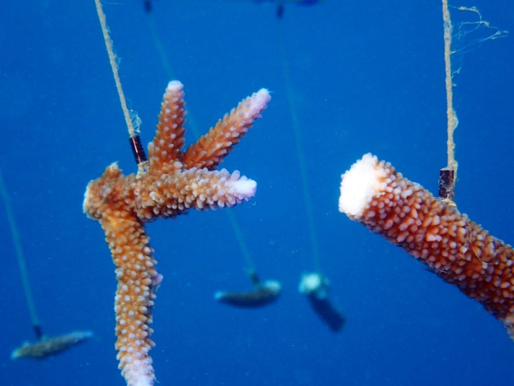 Reef restoration foundation coral tree planting p