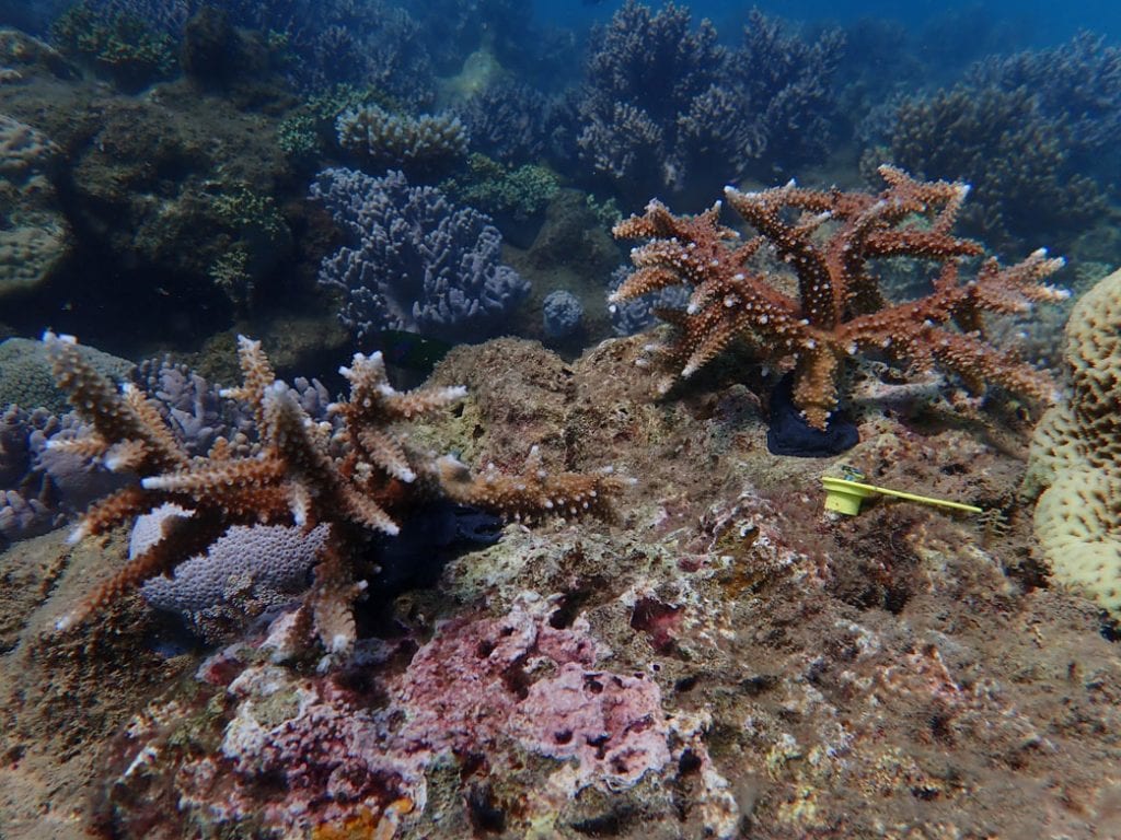 Reef restoration foundation coral tree planting p