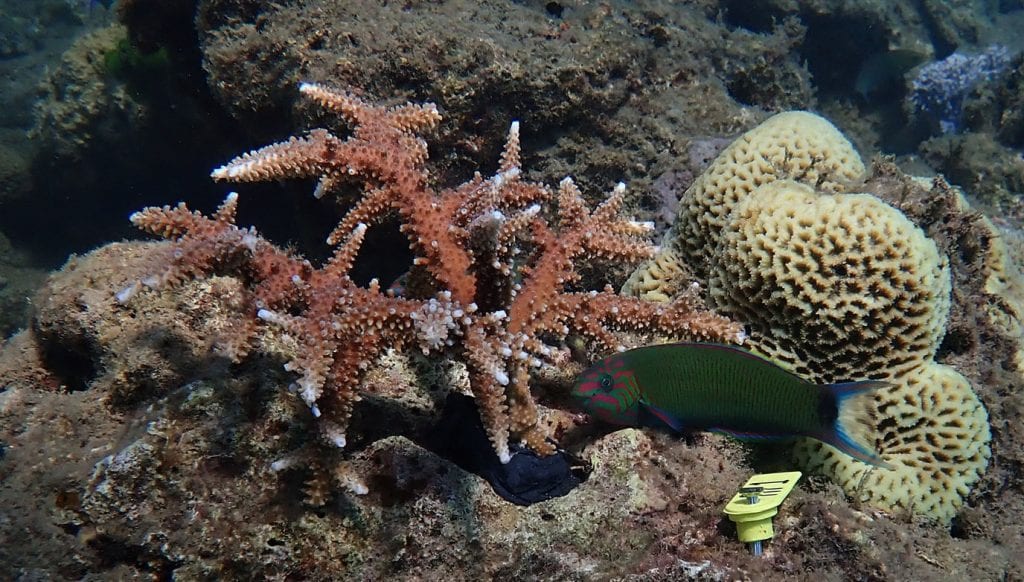 Reef restoration foundation coral tree planting p