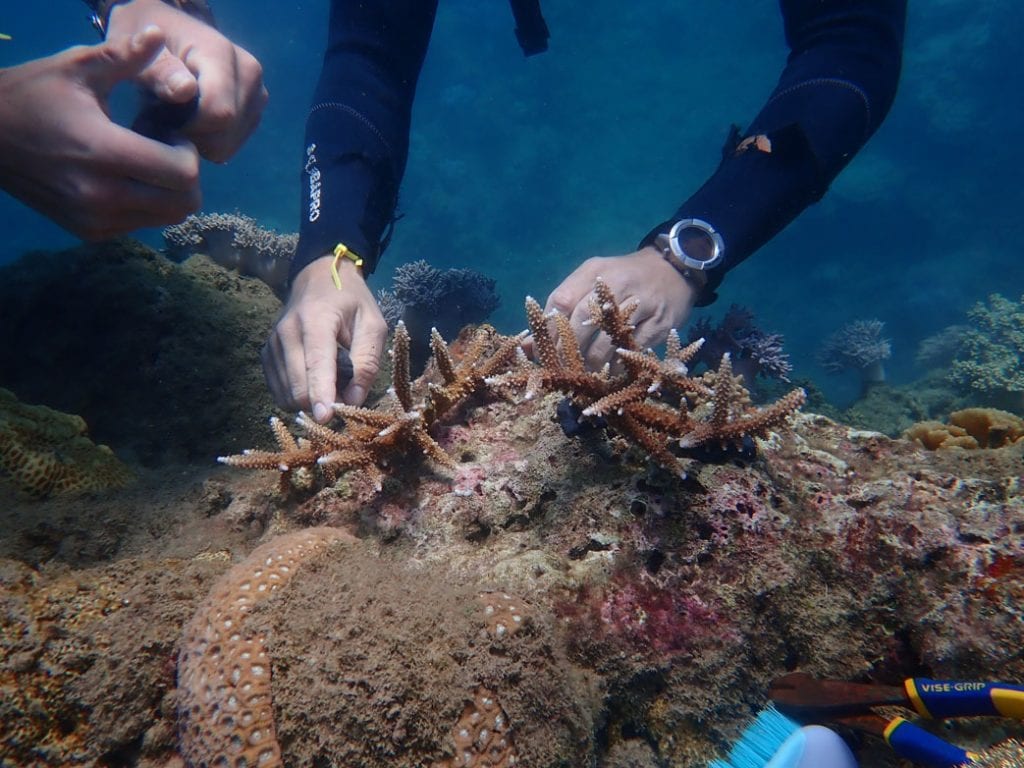 Reef restoration foundation coral tree planting p