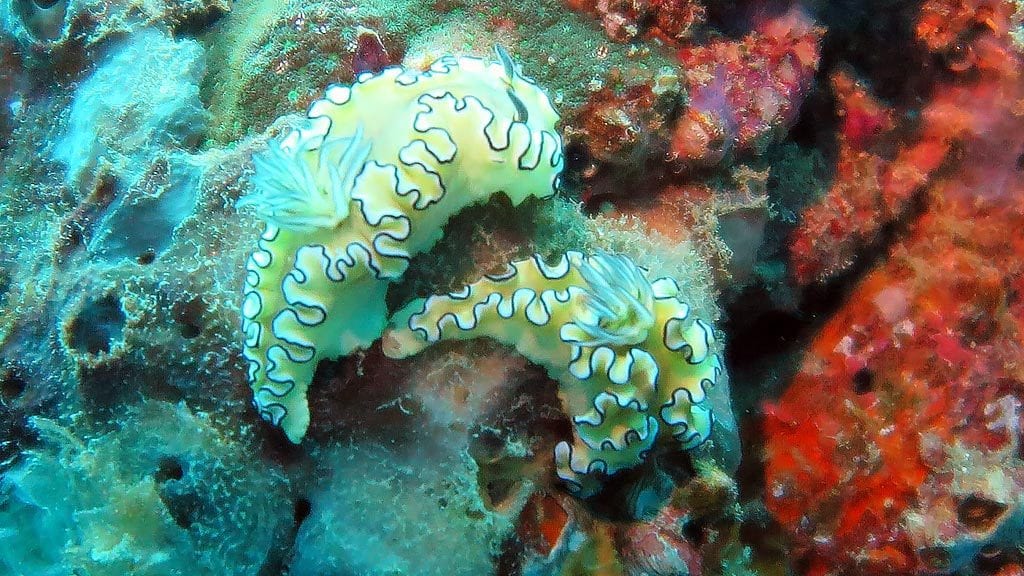 Dorid nudibranch two dark margined glossodoris at ko dok mai diving phuket diveplanit