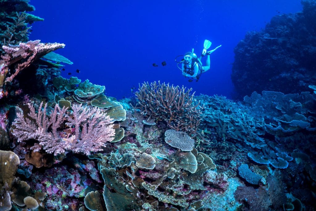 Dive munda belinda with coral credit gerald rambert