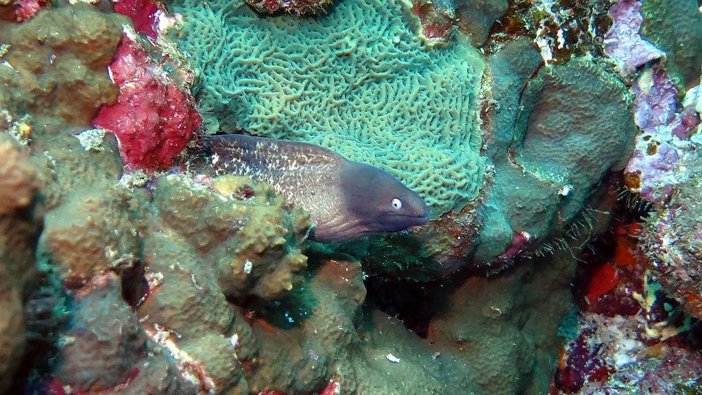 White eyed moray with a cheeky grin at richelieu rock diving thailand diveplanit