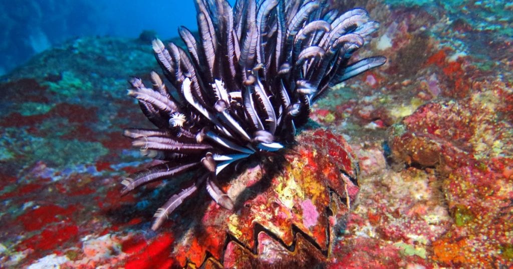 Featherstar on honeycomb oyster like halloween at ko tachai reef diving phuket diveplanit opengraph