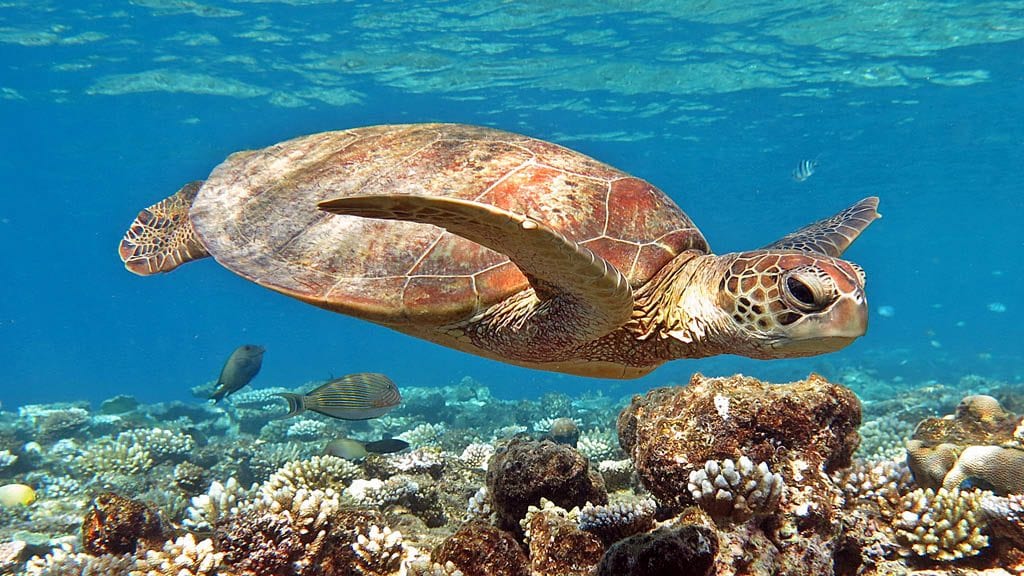 Pro dive cairns scubapro liveaboard great barrier reef turtle