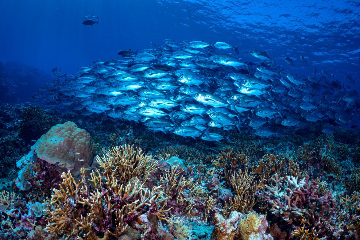 Dive munda school of jacks and coral credit gerald rambert