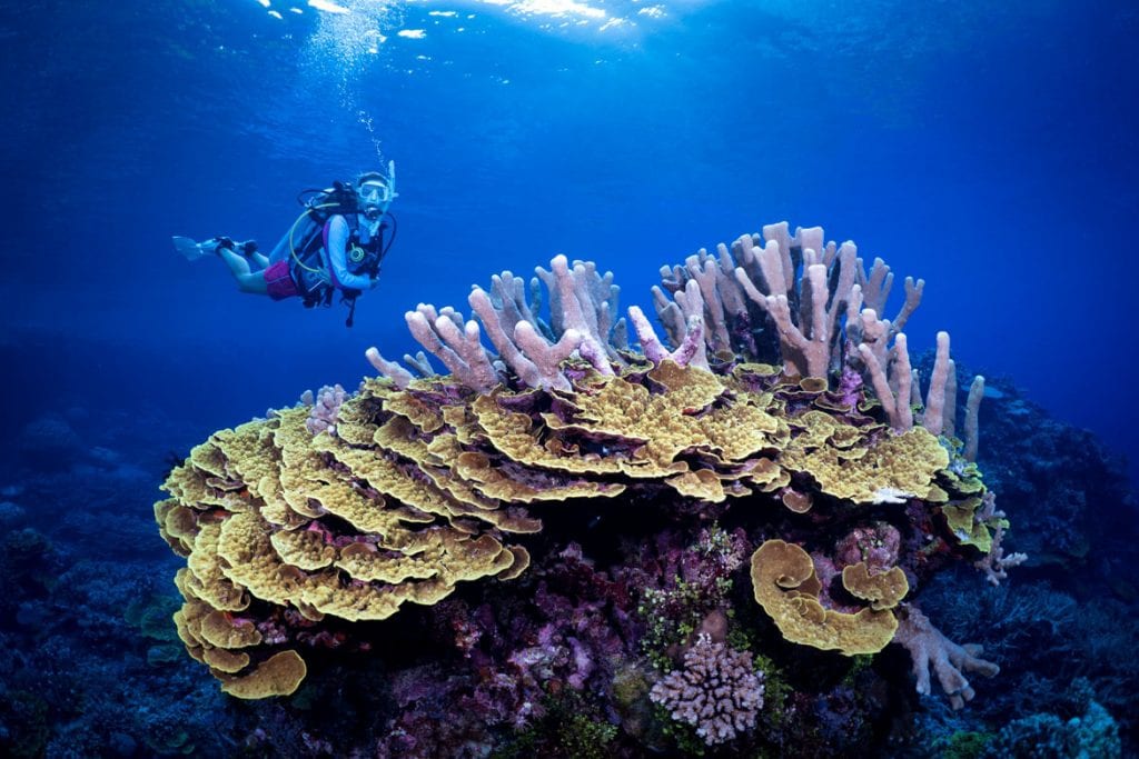 Dive munda belinda above coral credit gerald rambert