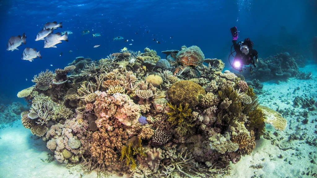 Pro dive cairns scubapro liveaboard great barrier reef bommie