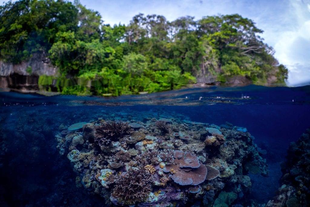 Dive munda coral above below credit gerald rambert