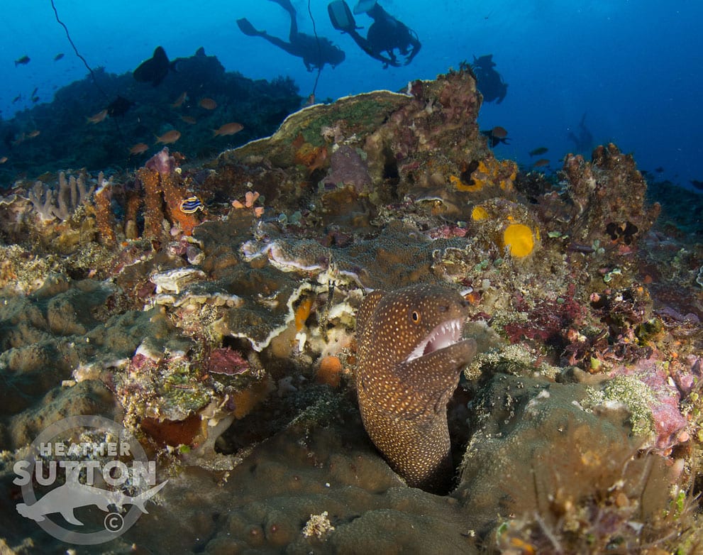 Bunaken reef wall with moray eel and nudibranch by heather sutton