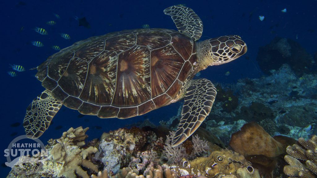 Bunaken reef wall with turtle by heather sutton