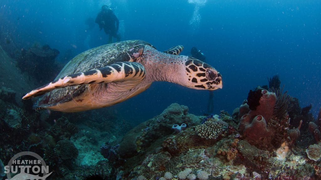 Bunaken reef wall with turtle by heather sutton